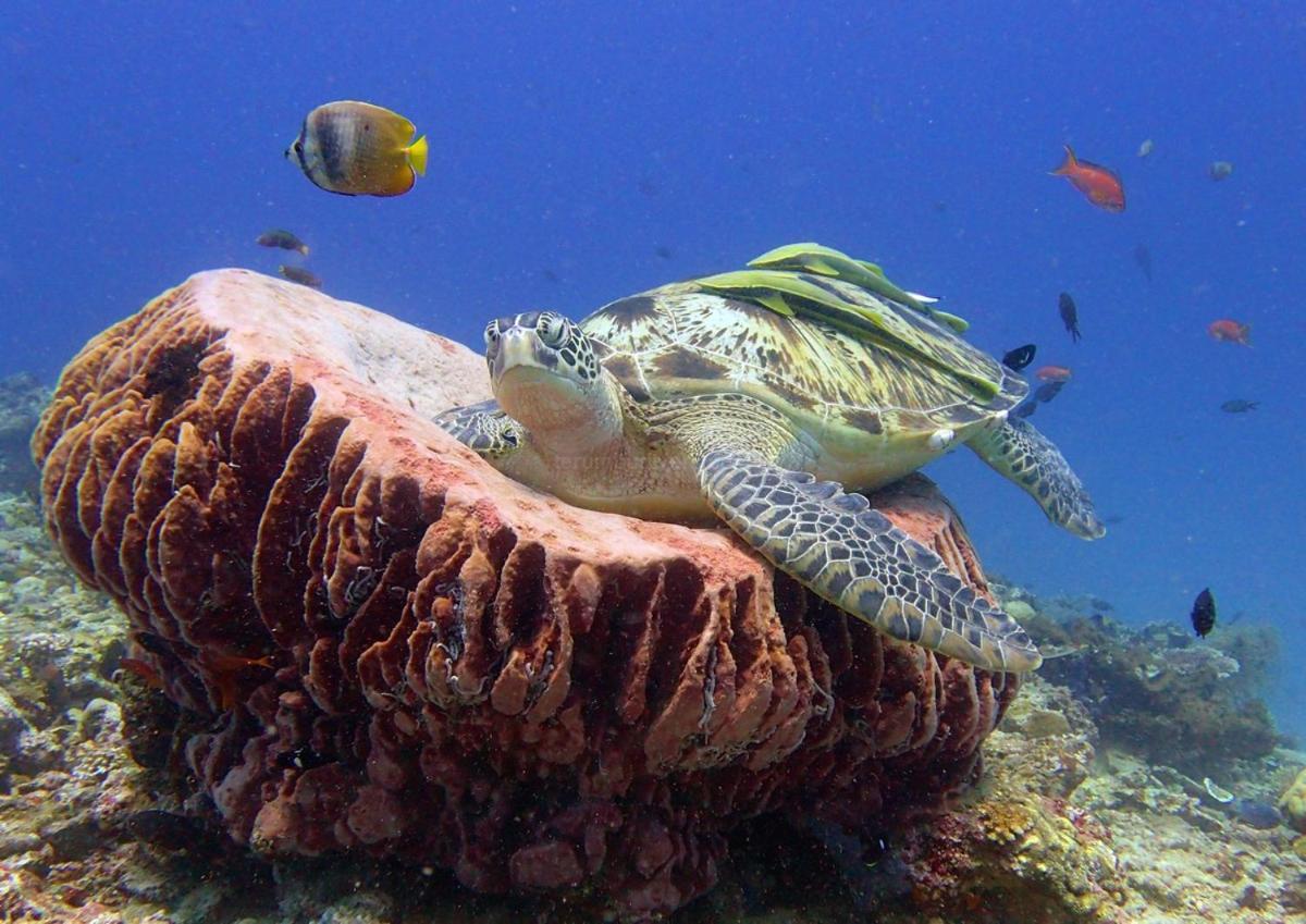 Anema Wellness & Resort Gili Lombok - Diving Center Padi Tanjung  Esterno foto